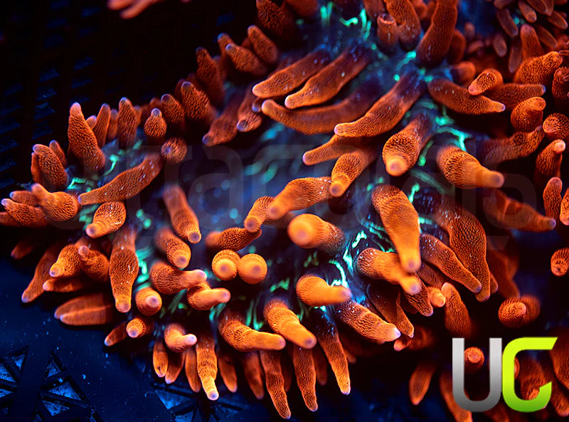 Black Widow Anemone - MED