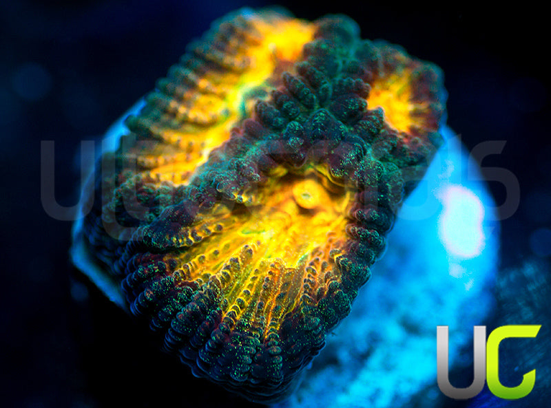 NEW RELEASE: UC Golden Shamrock Favia