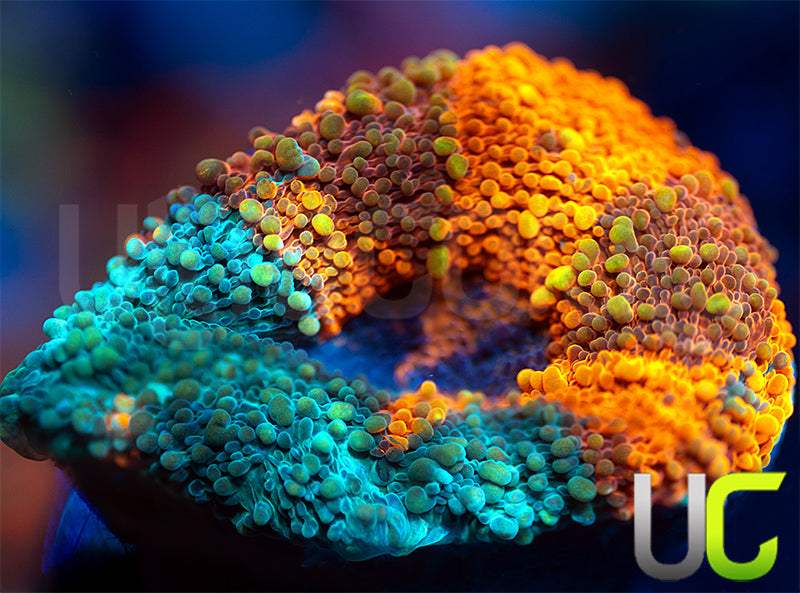 NEW RELEASE: UC Monster Jam Acan Maxima