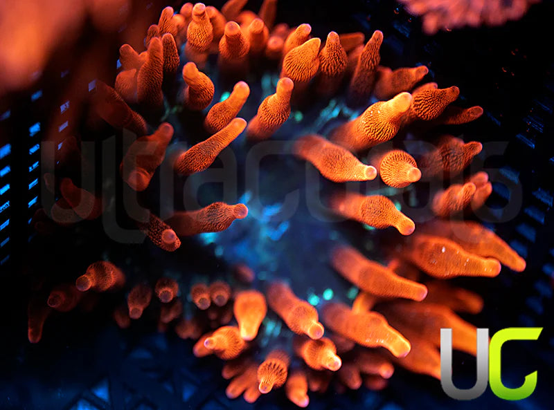 Black Widow Anemone - LG