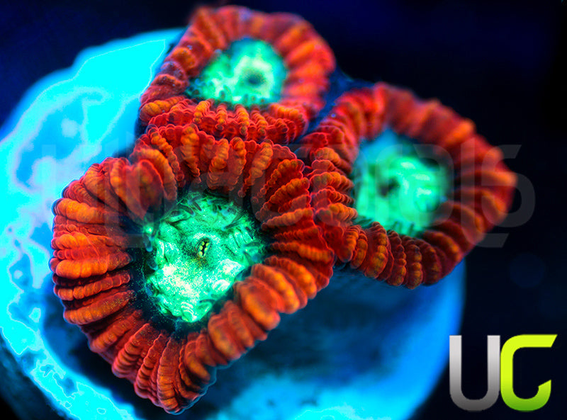 UC Mortal Kombat Dipsastrea