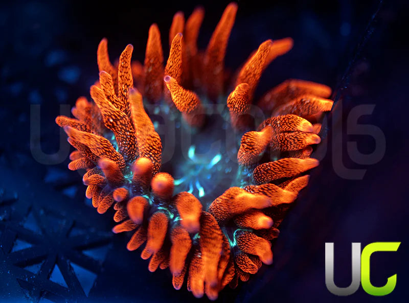 Black Widow Anemone - MED