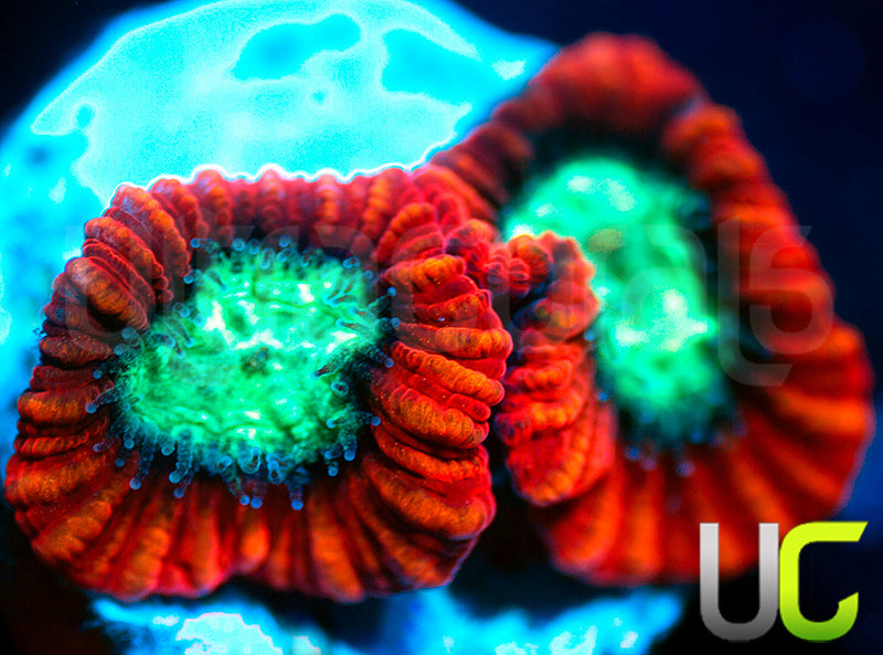 UC Mortal Kombat Dipsastrea