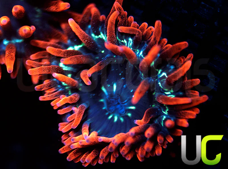 Black Widow Anemone - SM