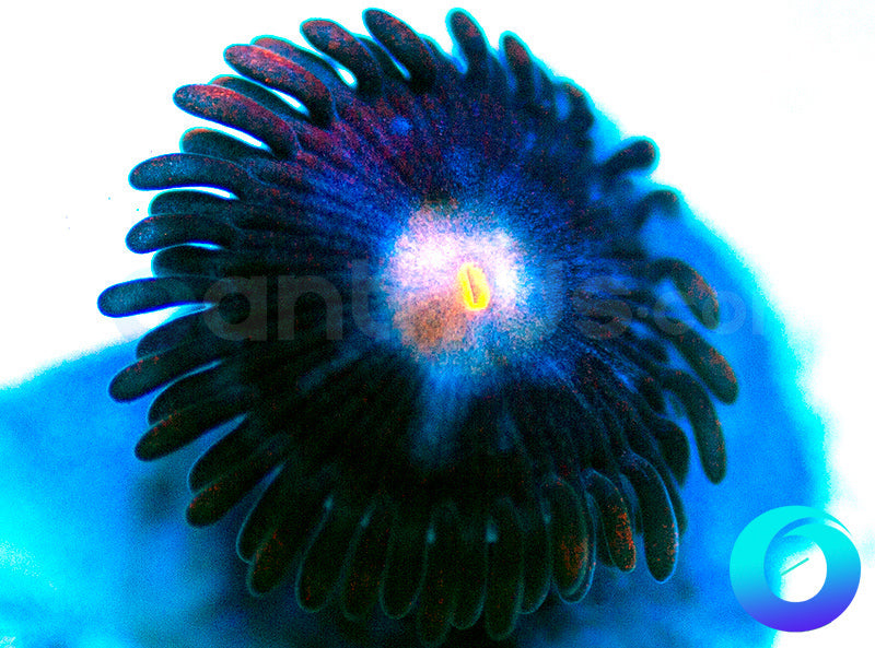 NEW RELEASE: Neuralyzer