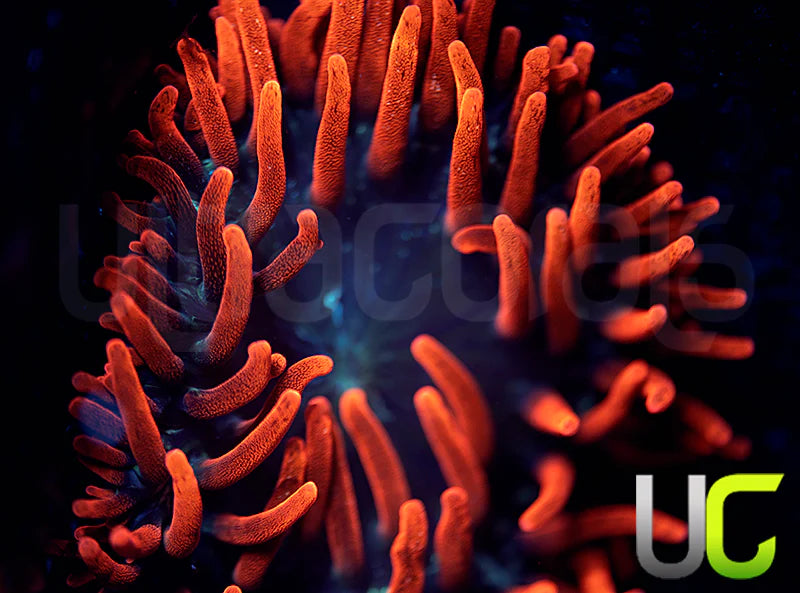 Black Widow Anemone - LG