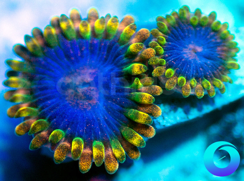 NEW RELEASE: Tricked Out