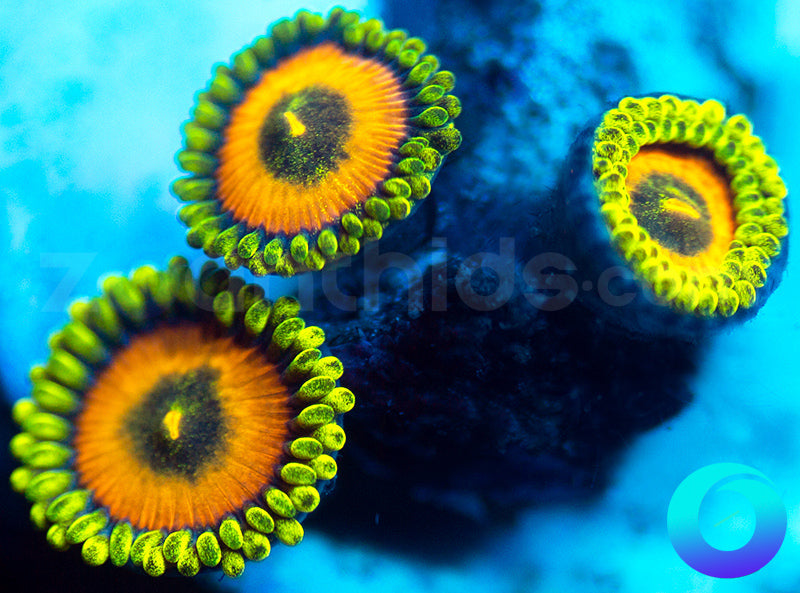 NEW RELEASE: OrangeSicles