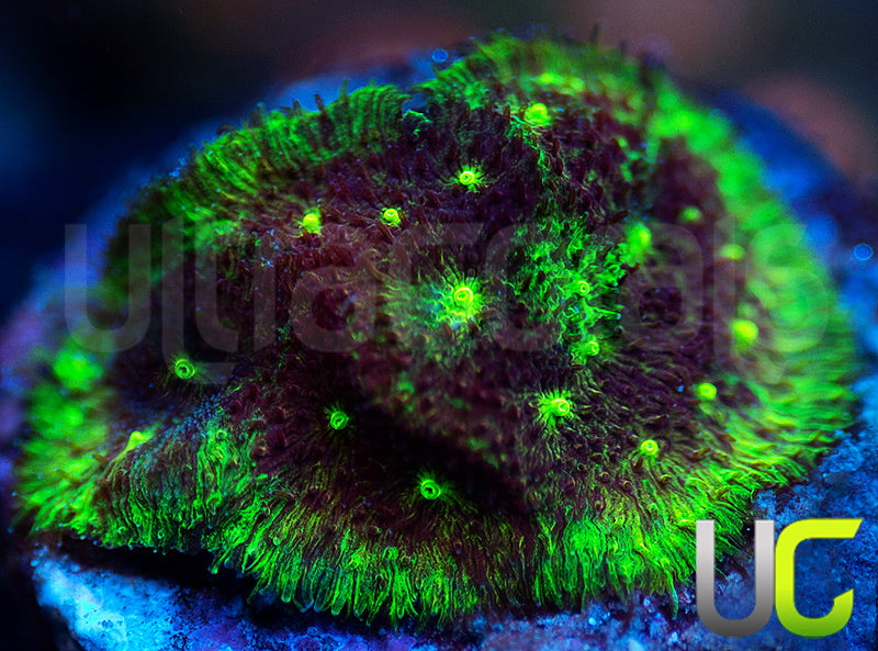 UC Bloody Sunday PSammocora