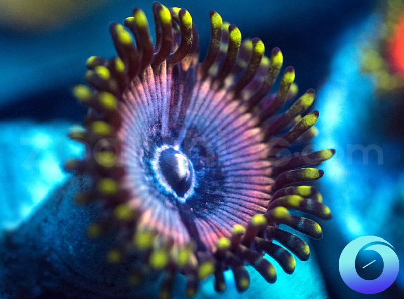 NEW Release Ultimate Orchids