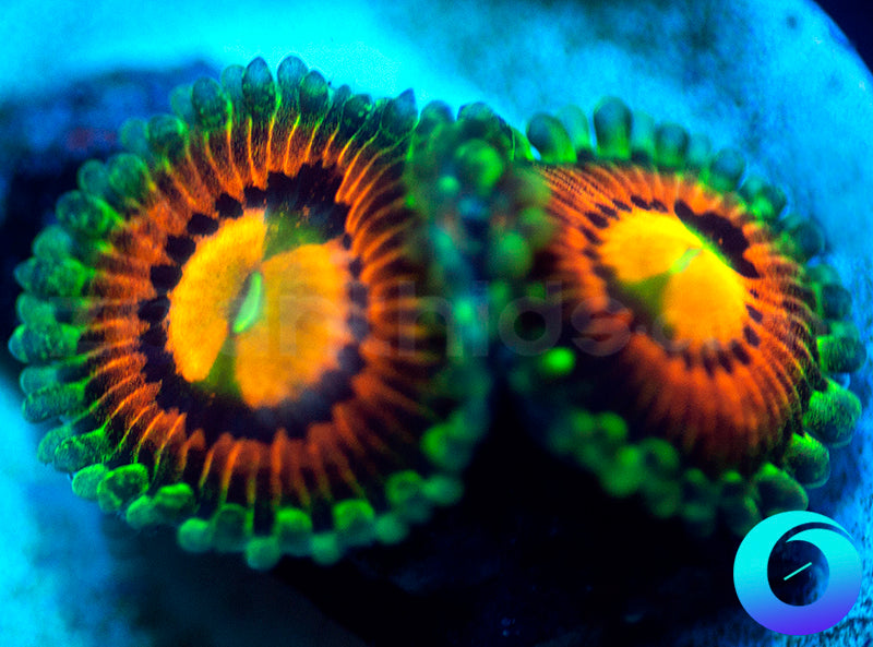 Rainbow Incinerators