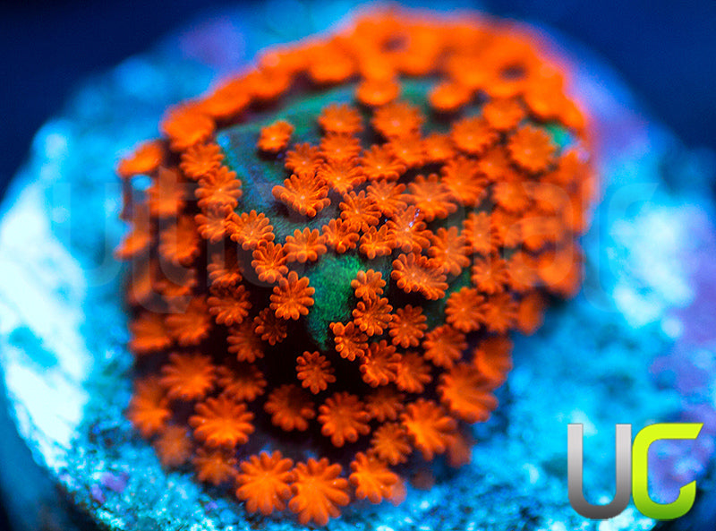 BigR Screamin Demon Monti