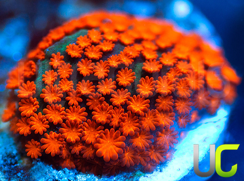 BigR Screamin Demon Monti