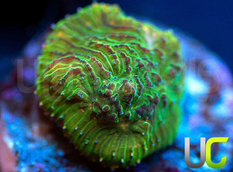 UC Headless Horseman Lepto