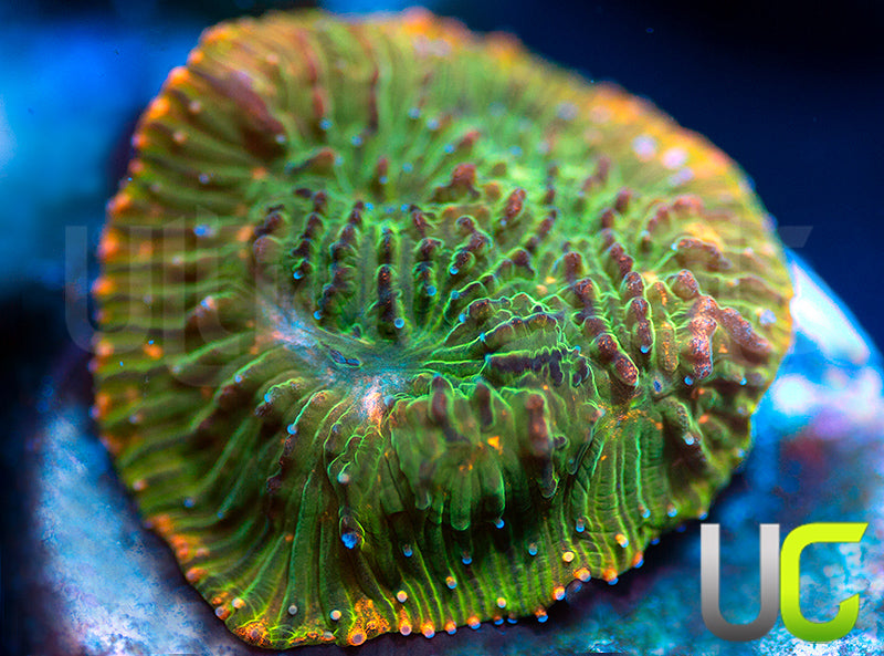 UC Headless Horseman Lepto