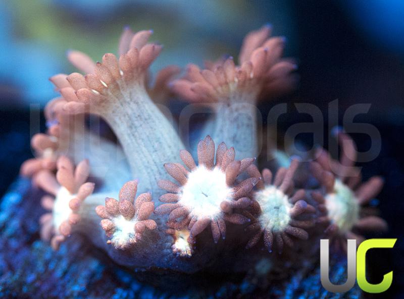 NEW RELEASE UC Star Gazer Goni