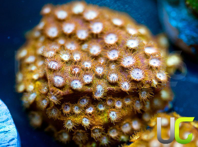 Yellowjacket Cyphastrea