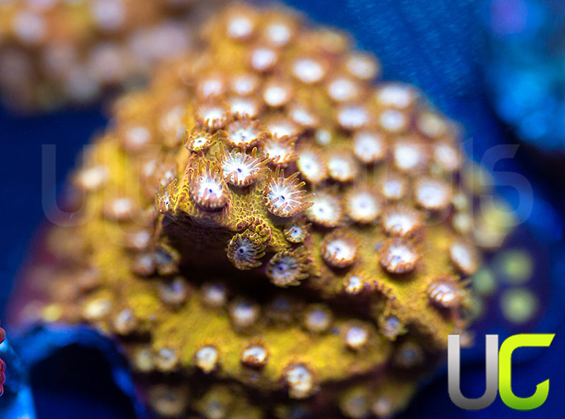 UC Yellowjacket Cyphastrea