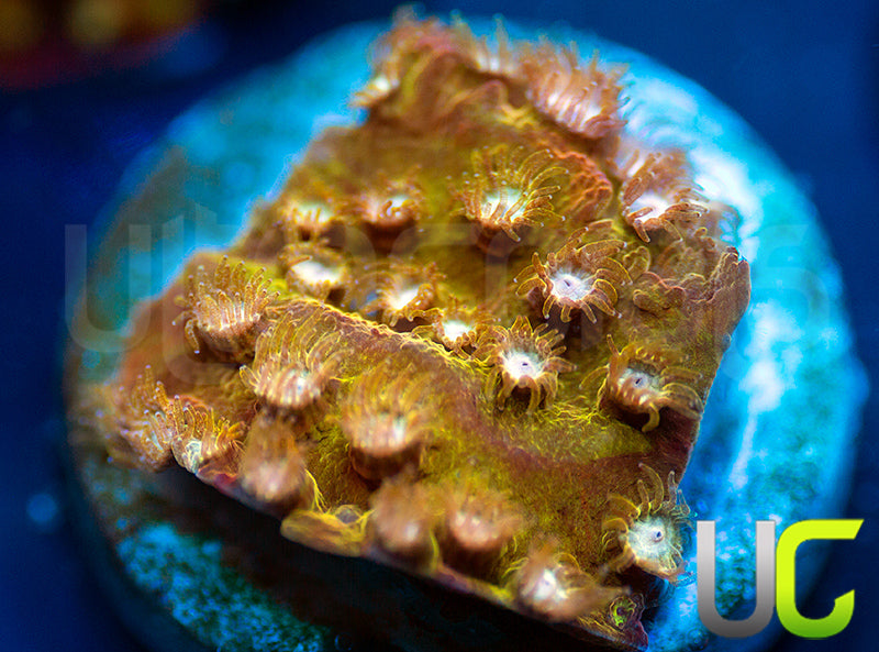 Yellowjacket Cyphastrea