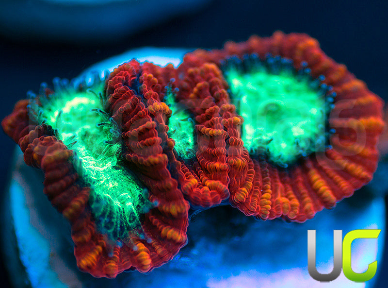 UC Mortal Kombat Dipsastrea