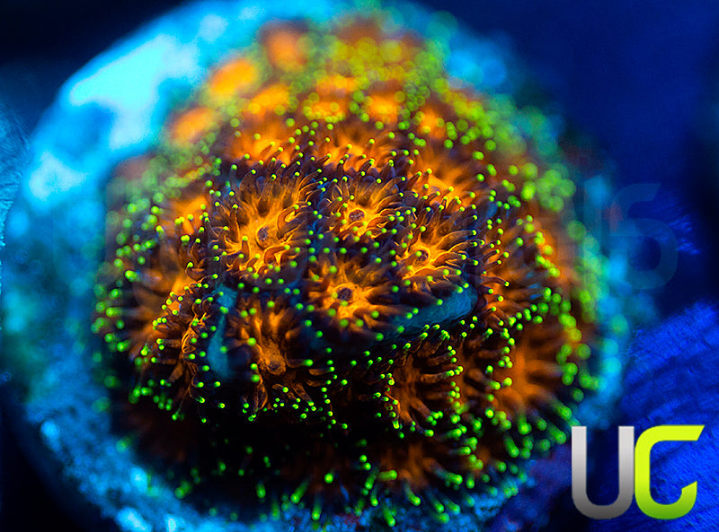 UC Lightning Tip Leptastrea