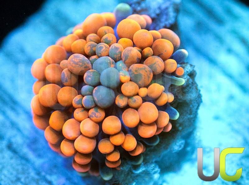 XS Big Bubble Ricordea Florida