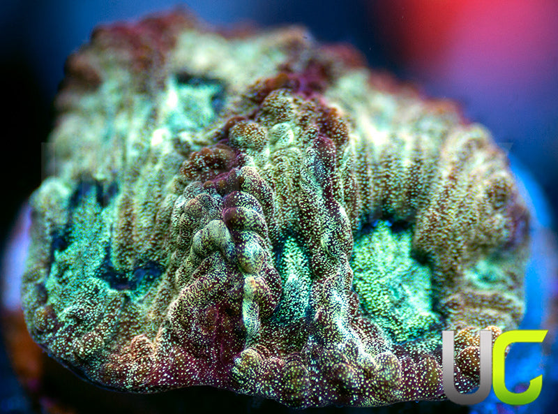 NEW RELEASE: UC Sharp Shooter Favia