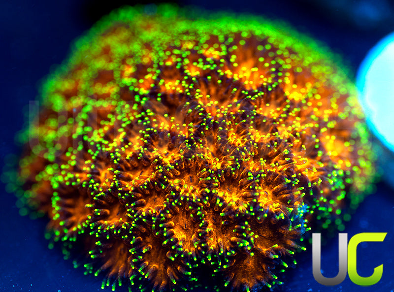 UC Lightning Tip Leptastrea