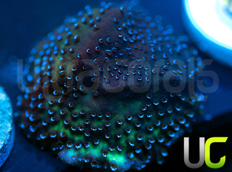 UC Blue Mystic Monti