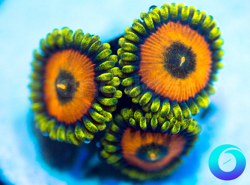 NEW RELEASE: OrangeSicles