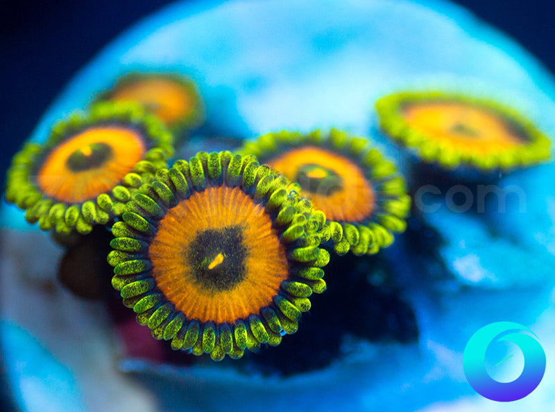 NEW RELEASE: OrangeSicles