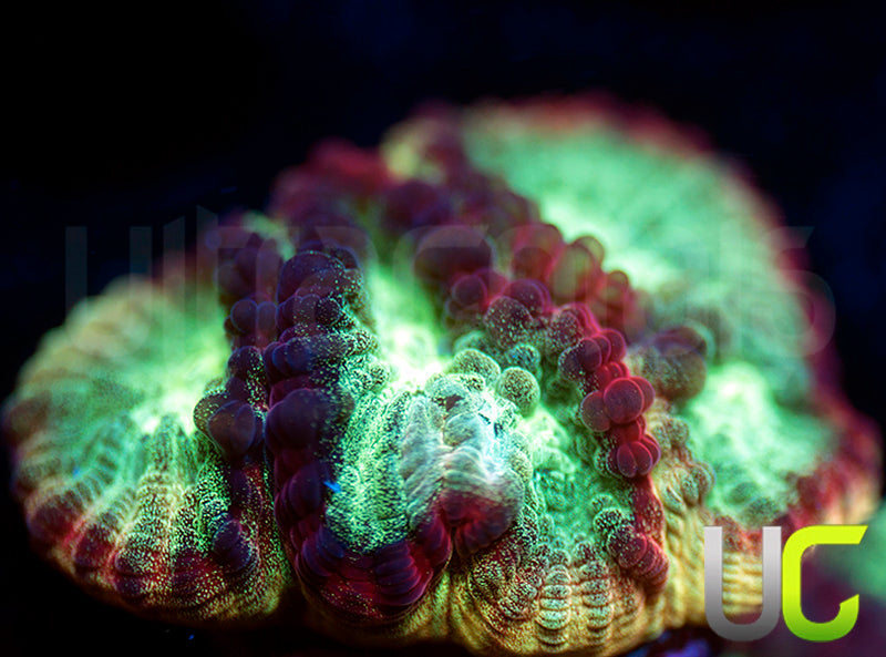 JF Psycho Rainbow Rim Favia