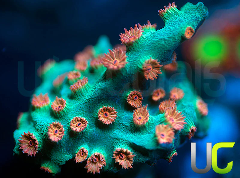 Meteor Shower Cyphastrea