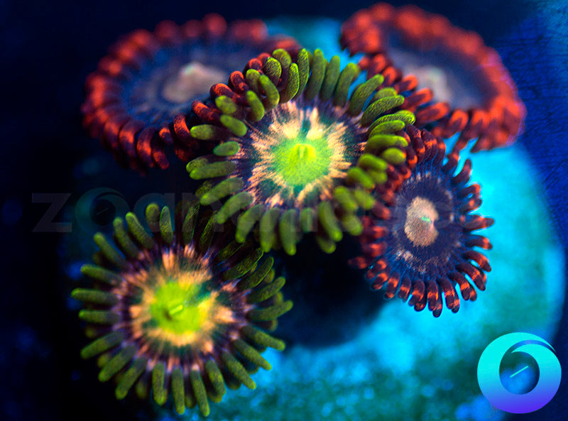 Pink Minefield Blood Elf Combo