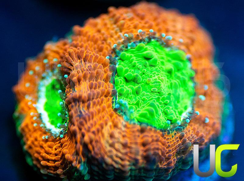 Agent Orange Echinata