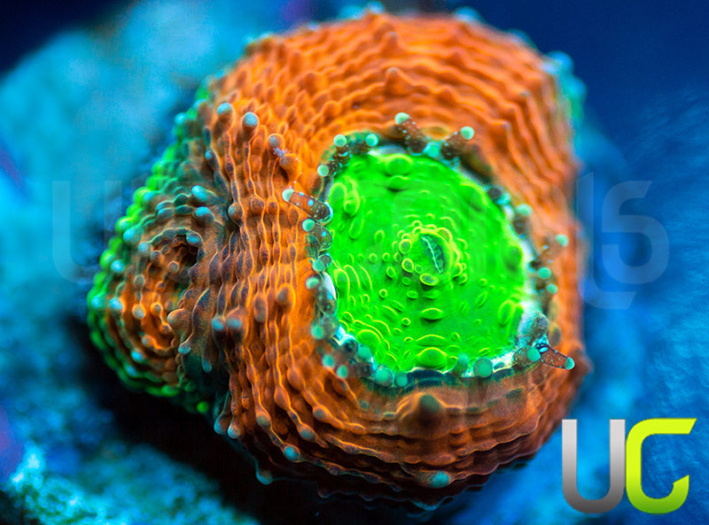 Agent Orange Echinata