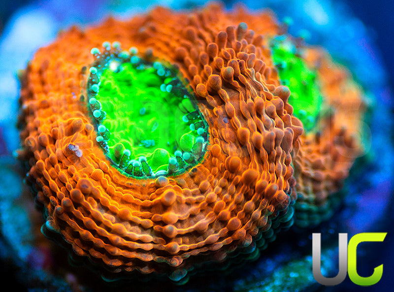 Agent Orange Echinata