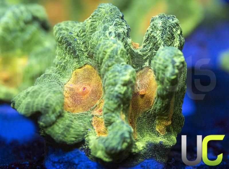 OG Space Invader Pectinia