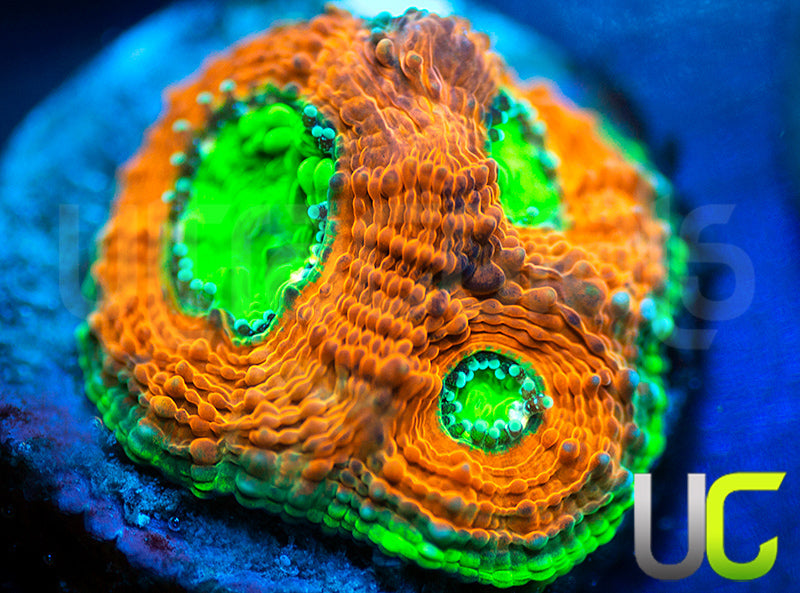 Agent Orange Echinata