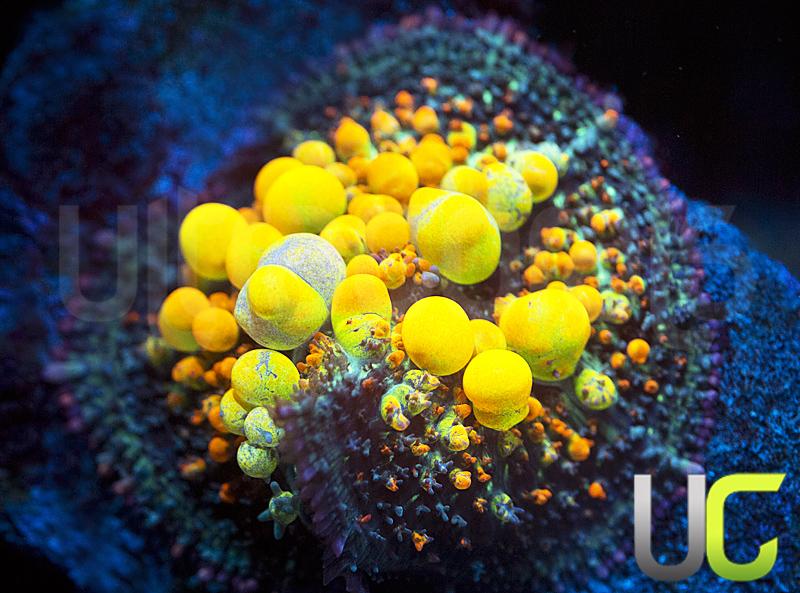 OG WWC Bounce Mushroom