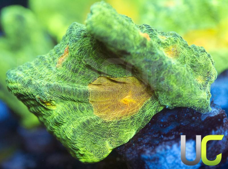 OG Space Invader Pectinia