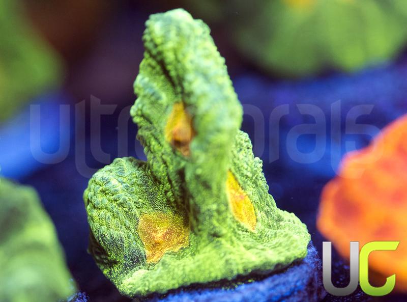 OG Space Invader Pectinia