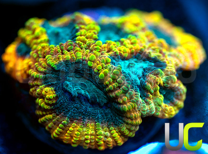 TGC Favia of the Gods