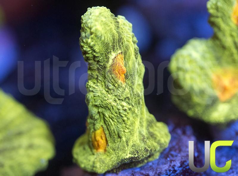 OG Space Invader Pectinia