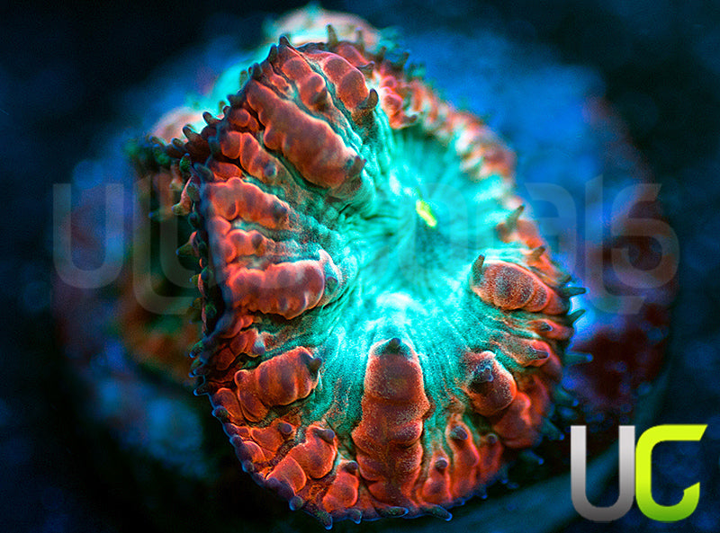 UC Home Stretch Blasto