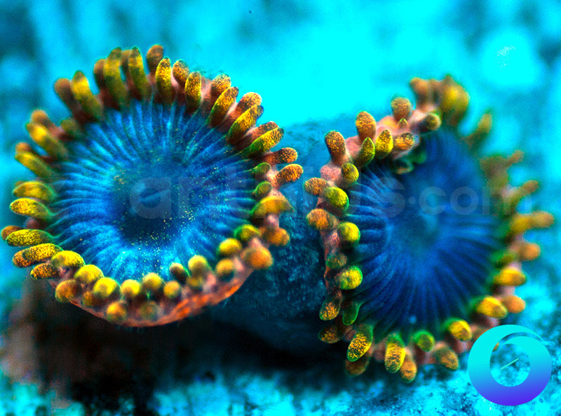 NEW RELEASE: Tricked Out