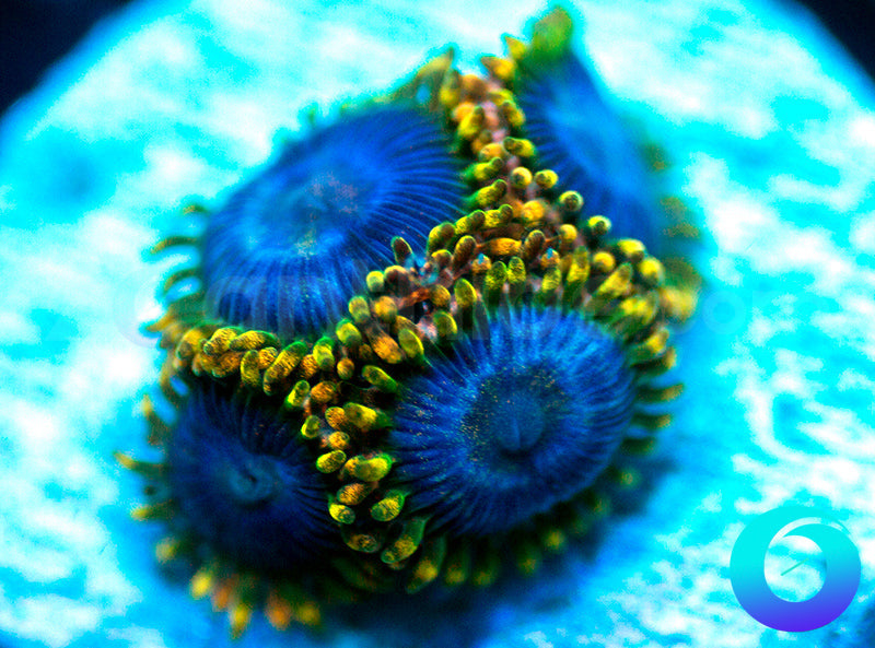 NEW RELEASE: Tricked Out