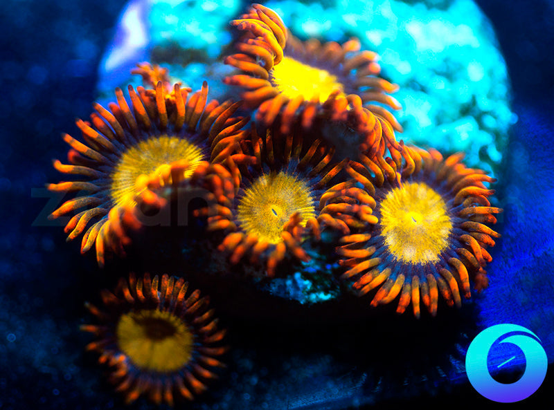 Mandarin Oranges