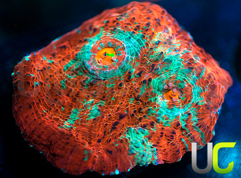 UC Dungeon Boss Chalice