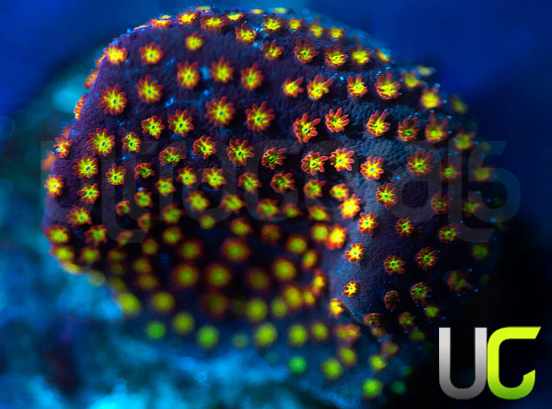 UC Flamethrower Stylo